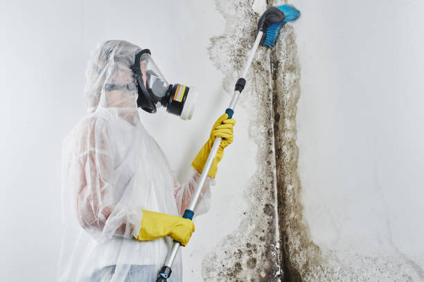 Best Black Mold Removal  in Mackinac Island, MI